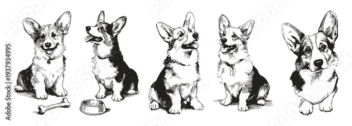 Pembroke Welsh Corgi sketch set cute poses. Illustrations for pet branding and packaging. Ink crayon drawn style pencil drawing shows playful dogs, food bowl, bone.