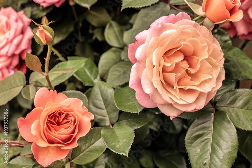 Elegant blooming roses in vibrant shades of pink and peach against lush green foliage