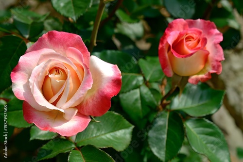 Two vibrant blooming roses with delicate pink and white petals in a lush garden setting