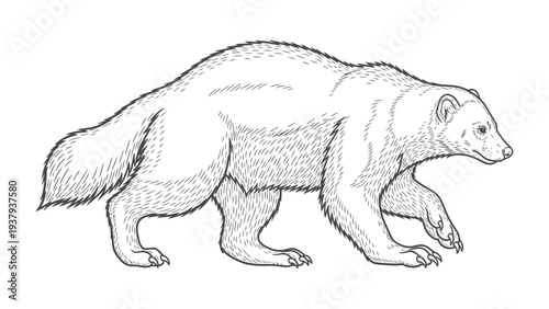 Wolverine illustration: Detailed monochrome illustration of a wolverine, showcasing the animal's powerful build and distinct features.