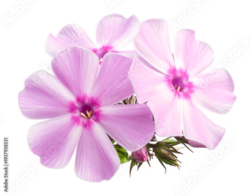 Soft, elegant cluster of light pink phlox blooms with white streaks & a bright purple center
