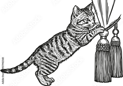 Playful tabby cat stretching and grabbing curtain tassels with paws in detailed black and white drawing
