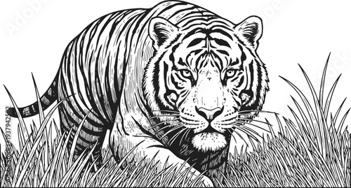 majestic tiger stalking through tall grass in detailed black and white line art