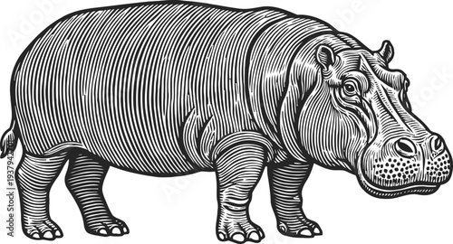 Engraved hippopotamus illustration large semi aquatic mammal with thick skin and expressive face