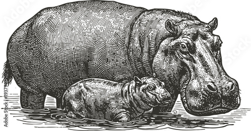 mother and baby hippopotamus standing in shallow water detailed vintage animal engraving illustration