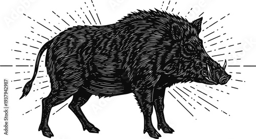 Wild boar detailed illustration with engraving and radiating lines background