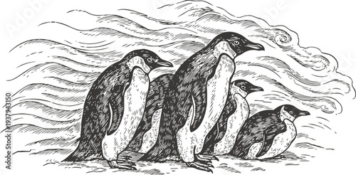 vintage engraving of emperor penguins in a group with flowing wind and cloud lines in the background