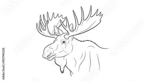 Moose Portrait: A majestic moose with impressive rack of antlers is captured in a detailed line drawing, highlighting its powerful presence and wild spirit.