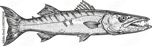 Detailed vintage illustration of a barracuda fish with sharp teeth and elongated body