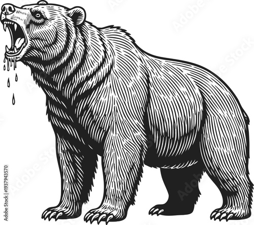 Roaring grizzly bear standing aggressive with open mouth and dripping saliva detailed black and white sketch