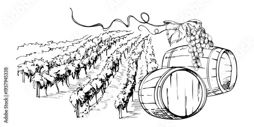 Countryside landscape of cultivated land, orchard or vineyard vista with distillery wooden barrels under grapevine. Isolated ink vector illustration. Posters, editorial graphics, sustainability themes