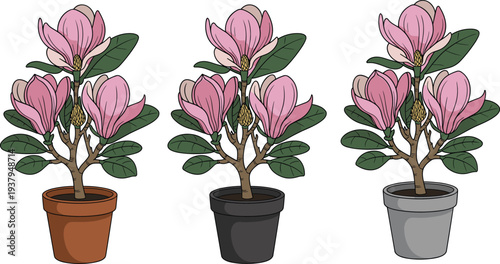 Magnolia plant illustration set featuring three potted designs with pink blossoms, green leaves, and varied pot colors, perfect for gardening, decoration, and design projects