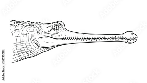 Gavial Illustration: A detailed black and white illustration showcases the unique elongated snout and eye of the gavial. capturing its intricate details.
