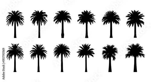 Collection of black palm tree silhouettes on white background tropical plants palm trees in various shapes and sizes graphic resource