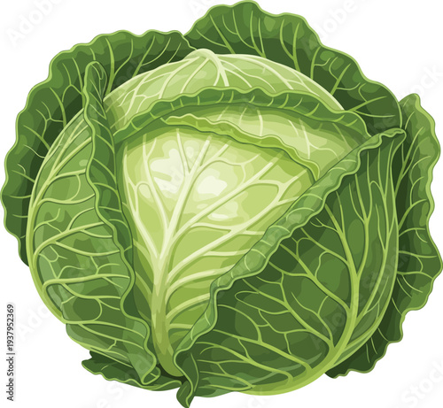 Fresh green cabbage with layered leaves is a nutritious vegetable.