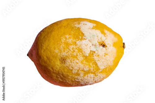 Photos Moldy Rotten Lemon Isolated on Transparent Background Spoiled Citrus Fruit