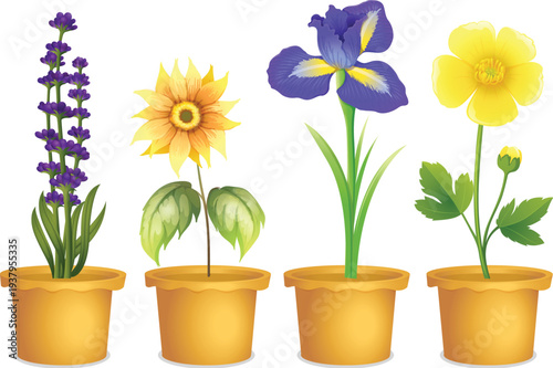 flowers in pots