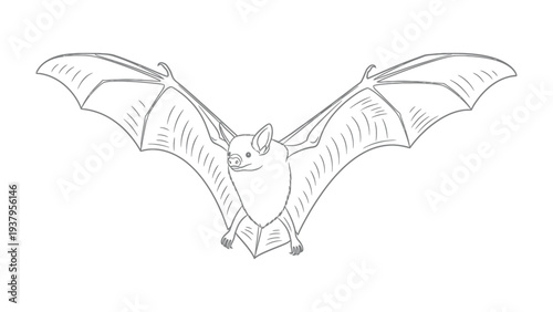Bat in Flight: A monochromatic illustration captures a bat in mid-flight, showcasing its delicate wingspan and sleek form.