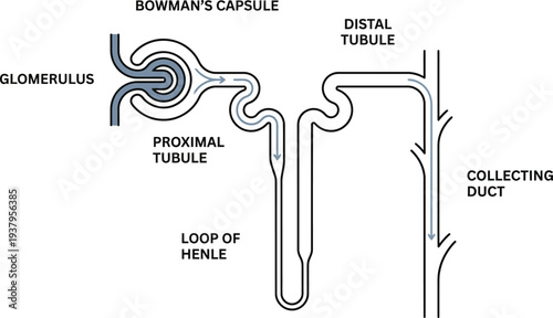 Functional Nephron Structure with Glomerulus and Loop of Henle Diagram – Renal Physiology Academic Line Art Vector Illustration	
