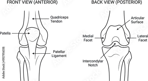 Anterior and Posterior Human Patella Anatomy with Articular Facets Diagram – Orthopedic Clinical Line Art Vector Illustration	
