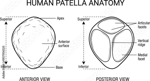 Front and Back View Knee Joint with Patella and Quadriceps Tendon Diagram – Orthopedic Surgical Study Line Art Vector Illustration	
