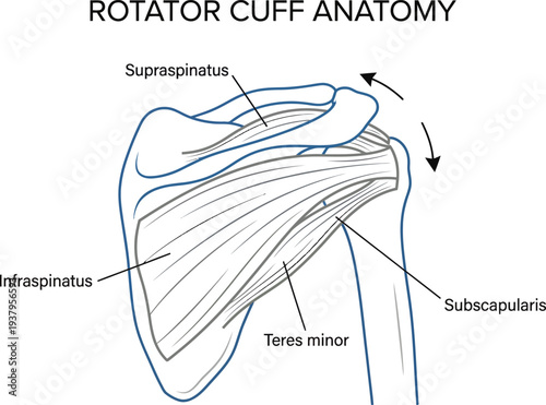 Functional Rotator Cuff Anatomy with Shoulder Biomechanics Movement Diagram – Orthopedic Clinical Rehabilitation Line Art Vector Illustration