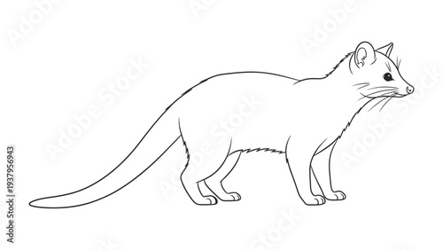Civet cat contour illustration