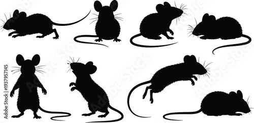 Set of black mouse silhouettes with detailed whiskers in various rodent poses like standing jumping and sitting isolated on white background for graphic design
