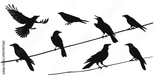 A group of black birds perched and flying near telephone wires Vector