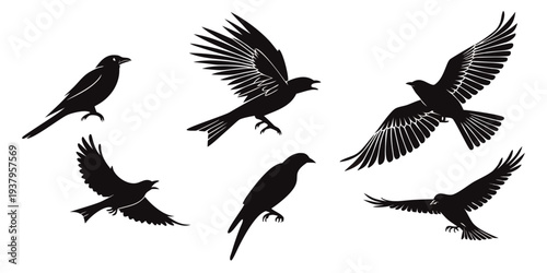 A group of six black birds in flight against a white background Vector