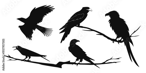 Silhouettes of various birds perched and in flight against a plain background Vector