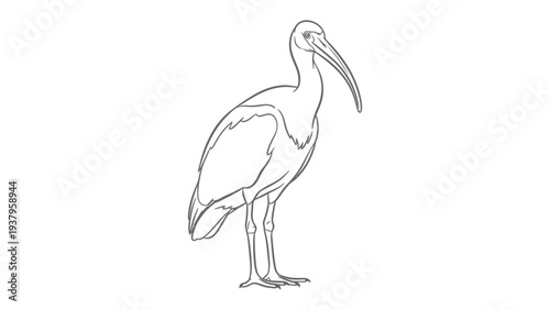 Elegant Ibis Sketch: A detailed line drawing portrays a graceful ibis in a minimalist style, emphasizing its unique form and features, a true celebration of avian artistry.