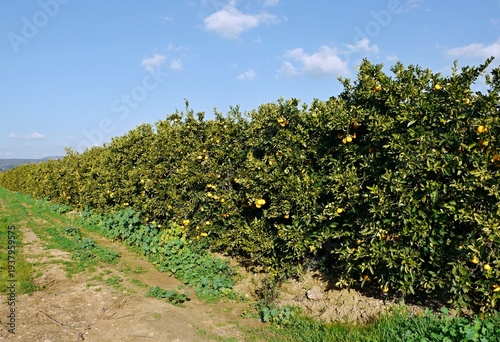 Wallpaper Mural Orange grove trees bearing citrus fruit in orchard Torontodigital.ca