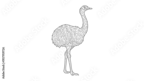 Feathered Titan Silhouette: A stylized monochrome illustration depicts a solitary rhea, showcasing its unique form and grace.
