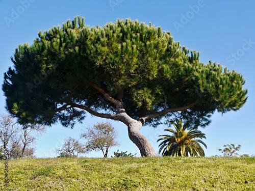 Wallpaper Mural Stone pine tree growing on green grass hill Torontodigital.ca