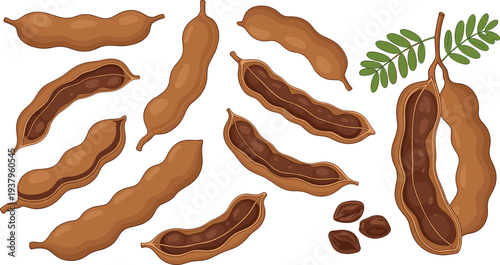 Tamarind pods whole and opened with seeds and leaves, tropical fruit ingredient detailed botanical food vector illustration set