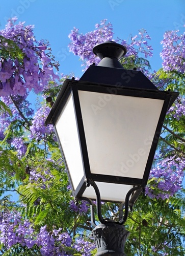 Wallpaper Mural Street lamp standing amidst blooming jacaranda trees Torontodigital.ca