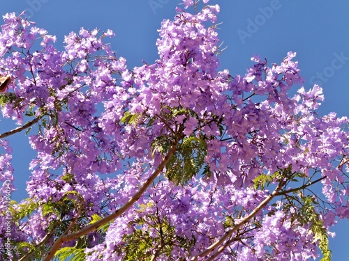 Wallpaper Mural Jacaranda tree blooming vibrant purple flowers under blue sky Torontodigital.ca