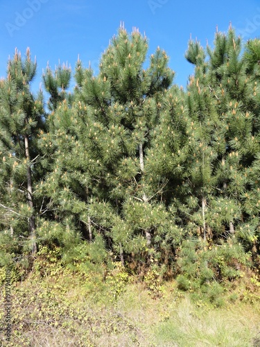 Wallpaper Mural Pine trees with green needles against blue sky Torontodigital.ca