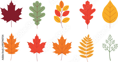 Autumn fall leaves collection with maple, oak and colorful foliage, seasonal nature leaf icons vector illustration set