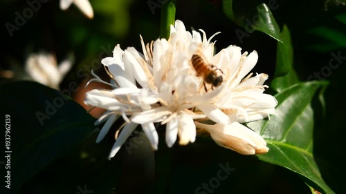 Eastern or Asiatic or Asian honey bee fliing to seeking nectar on Robusta coffee blossom on tree plant with green leaf. Petals and white stamens of blooming flowers