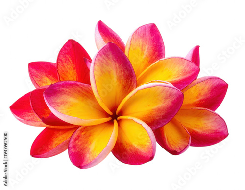 Vibrant multicolored tropical flower with red yellow and pink... isolated on a transparent background