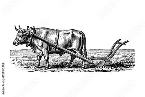 Vintage engraving of an ox pulling a plow in a farm setting