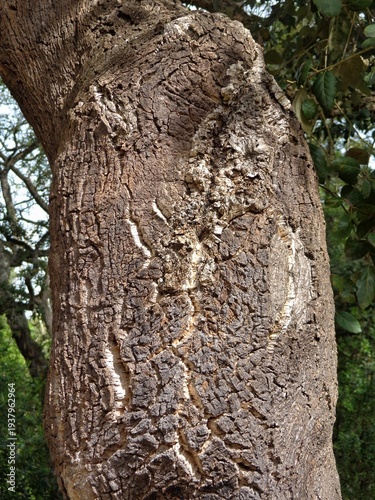 Wallpaper Mural Cork oak tree trunk showing natural bark texture Torontodigital.ca