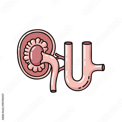 Nephron Structure Anatomy Icon for Kidney Function and Urinary System Medical Concept