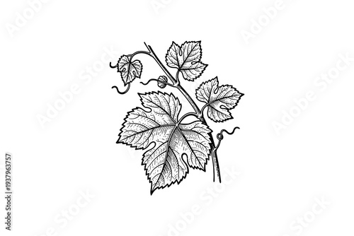 Intricate grape vine line art of leaves and tendrils