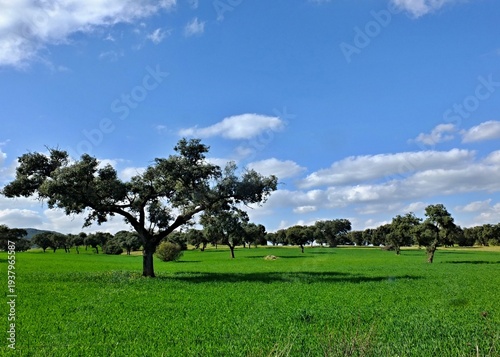 Wallpaper Mural Dehesa landscape with cork oak trees and green grass Torontodigital.ca