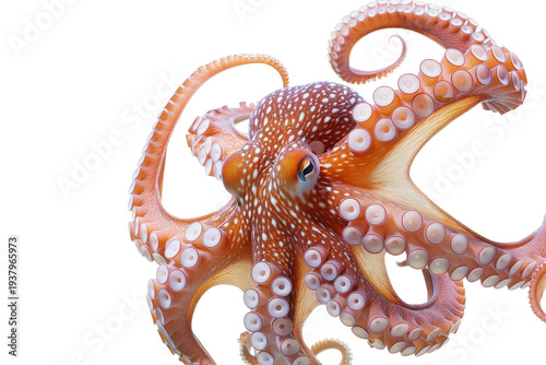 Realistic marine creature concept showing textured skin and suckers generative AI