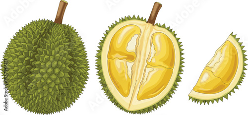 Durian fruit whole, cut and sliced pieces with spiky shell, tropical exotic fruit illustration isolated vector set