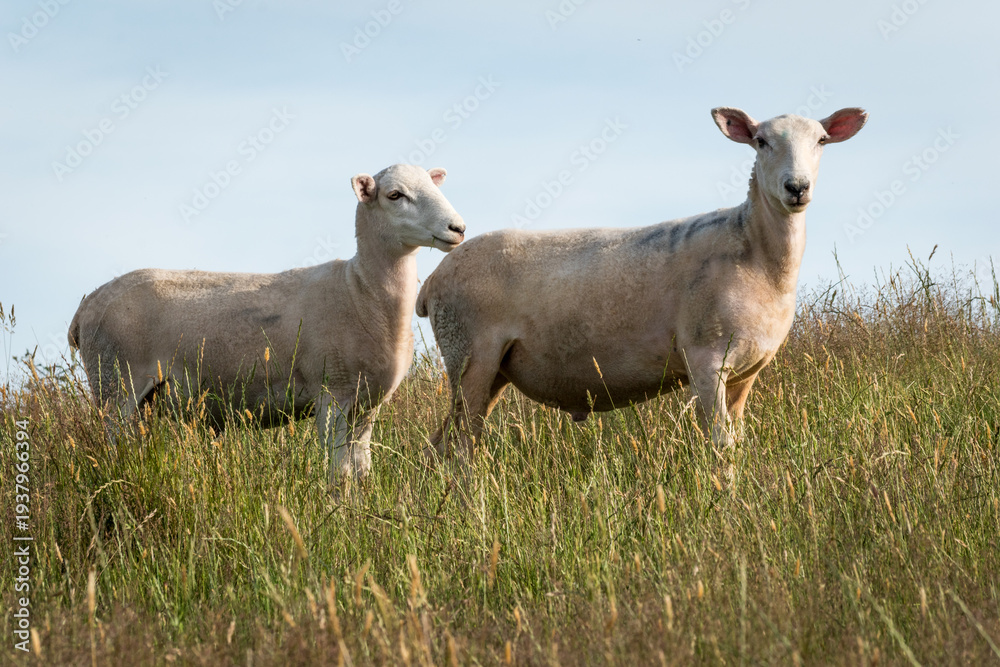 Obraz premium rural scene sheep and lambs in green grassy pasture